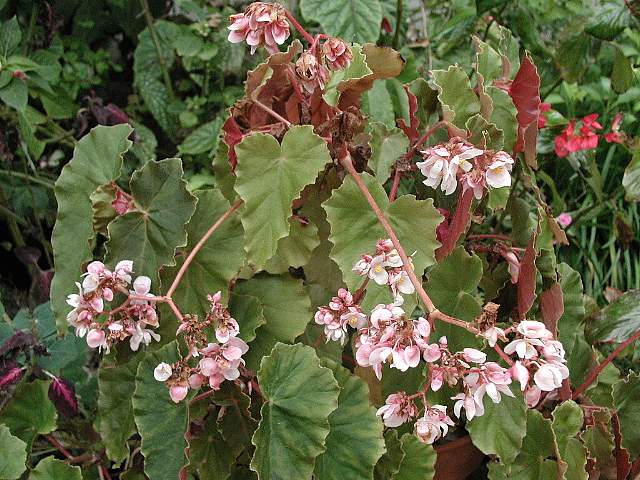 B. ‘Myrtis Ronto’